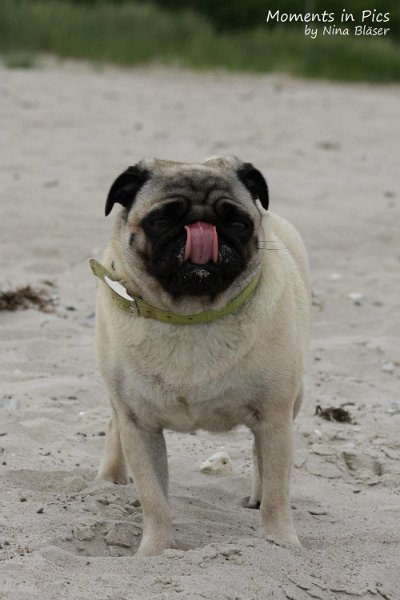 2010-06-26 Arc-en-ciel Arlequin (6).jpg